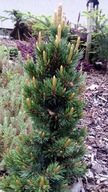 Sosna oścista 'Jeff' Pinus aristata