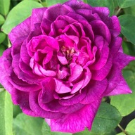 Róża historyczna - Reine des Violettes FRANCUSKA MOCNO PACHNĄCA DONICZKA 4L