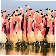 Karnet kwadrat z kopertą Andean Flamingoes