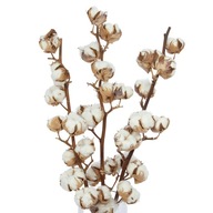 Sušená bavlna, vetvička bavlny 11 kvetov