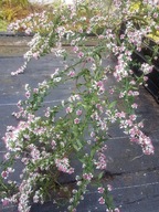 Aster bocznolistny lateriflorus LADY IN BLACK C2 obficie kwitnie