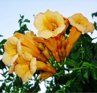 CAMPSIS RADICANS 'FLAVA' MILIN AMERIKAI