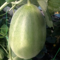 Melon Charentais sadzonka
