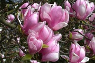 Magnolia Różowa NR 686