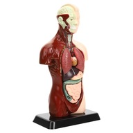 Detská hračka na telo model ľudského orgánu