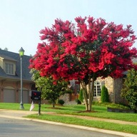 Indická lagerstroemia RED IMPERATOR silne červená NAJDLHŠIE KVITNÚCA