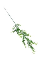 Asparagus 60 cm zelený