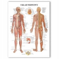 Anatomická tabuľa Profesionálny NERVOVÁ SÚSTAVA PL