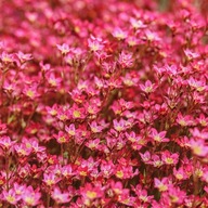 Skalnica arendsa PETER PAN Červený koberec kvetov Na skalku Sadenice P9