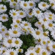 ASTER KRZACZASTY 'WEISS' C2 (duża doniczka 2-litrowa)