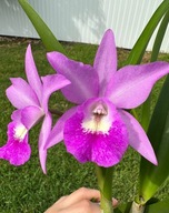Orchidea Brassocatanthe Little Mermaid, ideális a kollekcióhoz (40Sr)