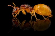 Mrówki Camponotus fedtschenkoi Królowa