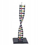 DNA model schémy