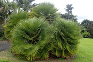 Chamaerops Humilis Palma Karłatka Mrozoodporna