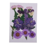 6 szt. Prawdziwe suszone, prasowane kwiaty, różne kolorowe liście, hortensje fioletowe