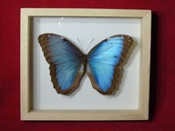 Motyl w ramce / gablotce 16x14 cm . Morpho helenor Carillensis - 120 mm .