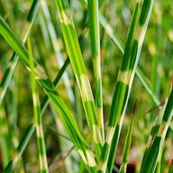 MISKANT ZEBRINUS Miscanthus chiński SADZONKA