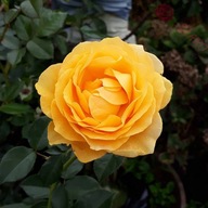 Róża rabatowa - Anisade Absolutely Fabulous Julia Child ŻÓŁTA DONICZKA 4L