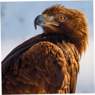 Karnet kwadrat z kopertą Golden Eagle