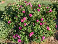 Ruža vrásčitá Rosa Rugosa č. 152