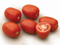 Pomidor szczepiony Romanella rozsada czerwony śliwkowy P9