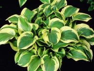 Funkia. Hosta Queen Josephine- gat. I