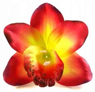 Storczyk cymbidium główka Kwiat Red/Yellow