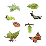 Model životného cyklu motýľov a nočných motýľov,