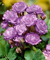 Nagyvirágú rózsa lila.