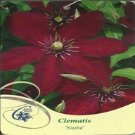 Clematis NIOBE Clematis veľkokvetý - kvetináč 2 litre