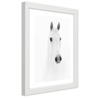 Obraz v ráme, Sivý kôň - 30x45