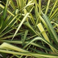 Yucca filamentosa 'Color Guard' | juka karolińska 'Color Guard'