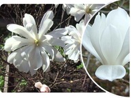 MAGNOLIA 'Magnolia' BIAŁA