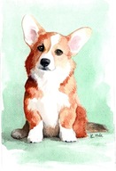 akvarel WELSH CORGI PEMBROKE portrét psa 18x27 cm