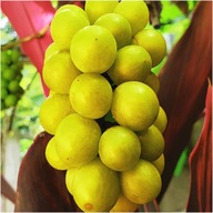 Hrozno a vinič TALIZMAN obrovské OVOCIE veľmi ODOLNÁ sadenica