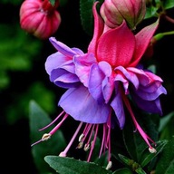 100 kusov/vrece Fuchsia Hybrida Semená Umiernenosť