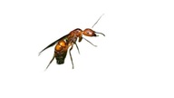 Camponotus nicobarensis Królowa do Hodowli