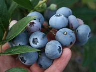 Čučoriedka americká DENISE BLUE 3-ročné sadenice