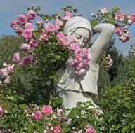 Róża Pnąca JASMINA Kordes PIĘKNY ZAPACH DONICZKA