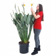 Strelitzia Reginae ZJAWISKOWE KWIATY - Rajski Ptak - Strelicja Królewska XL