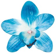 Storczyk cymbidium główka Kwiat Sea Blue