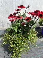 KVETINOVÁ KOMPOZÍCIA ECHINACEA MUEHLENBECKIA
