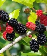 Törpe eperfa Mojo Berry 'Matsunaga'