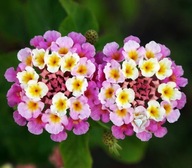 LANTANA OBYČAJNÁ RUŽOVÁ LANTANA CAMARA PINK 10N