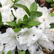 Azalka japonská PLEASANT WHITE krásne Veľké BIELE KVETY rhododendron