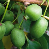 Aktinidia ostrolistna Kokuwa 1L mini kiwi