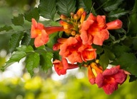 Milin americký URSYNÓW atraktívne kvety ORANŽOVÁ TRÚBKA sadenice