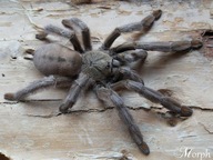 Psalmopoeus cambridgei SAMICA 2-2,5DC (5cm) | SpidersOnline