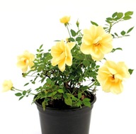Róża | Yellow Fairy | Rosa C 3 | 20-40cm