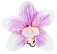 Storczyk cymbidium główka Kwiat Cream/Purple